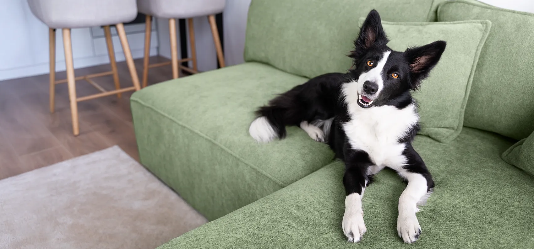 happy dog laying on the couch